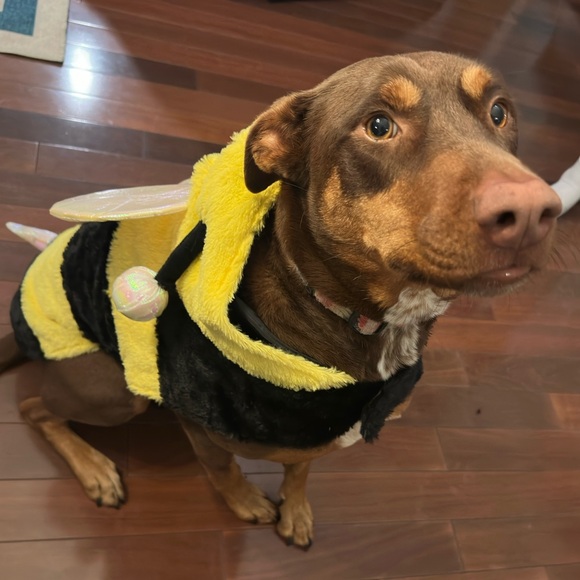 🐝 🐶 Bumblebee dog costume clothing jacket XL Halloween - Picture 11 of 13